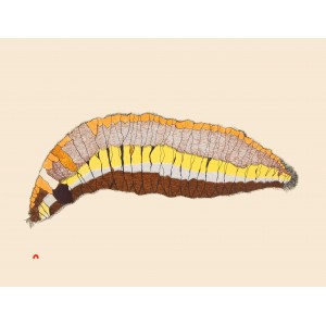 PAPIARA TUKIKI  1942-   Woollybear Caterpillar