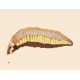 PAPIARA TUKIKI  1942-   Woollybear Caterpillar