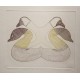 QUVIANATULIAK PARR 1930-1998 - Loons and Ducks